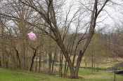 pink balloon day